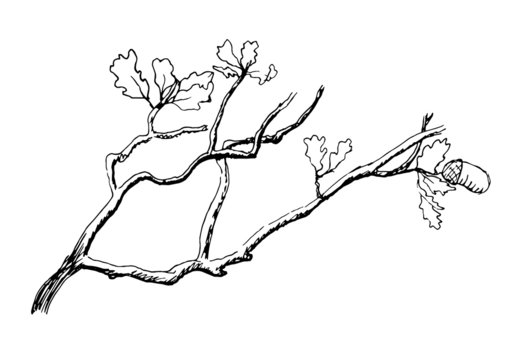 the branch of  oak tree
