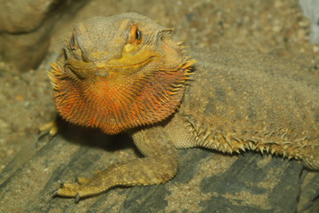 close up head bearded dragons lizard