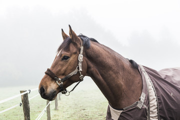 horses at the meadow in fog
