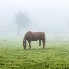 Obraz premium horses at the meadow in fog