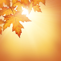 Fall background with orange autumn leaves