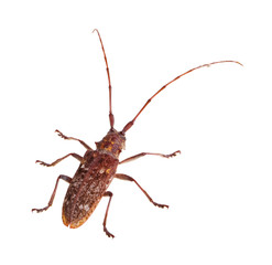 The Carolina pine sawyer longhorned beetle, Monochamus carolinen