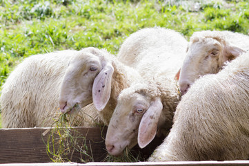 owce przy paśniku