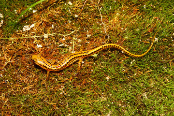 Long-tailed Salamander in Alabama