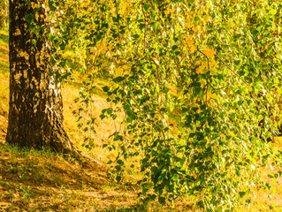 Birch branch with green and yellow leaves