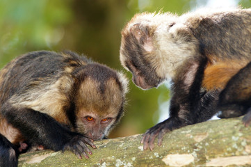Couple de Capucins à poitrine jaune