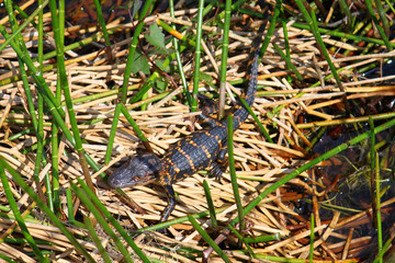 Baby American Alligator Florida