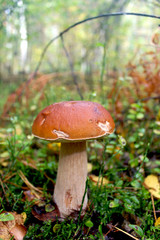 Beautiful and small cep in the grass