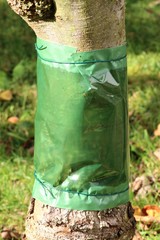 Raupenleimring an Apfelbaum