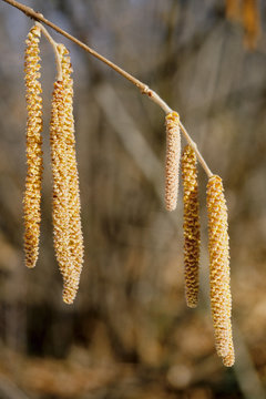 nocciolo corylus avellana fiori maschili