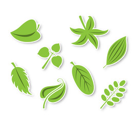 Isolated vector leaves collection