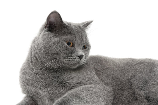 beautiful gray cat (age 11.0 months) lying on a white background