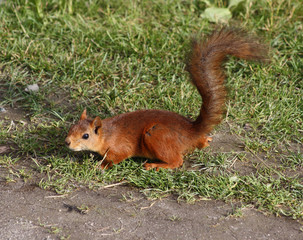 Eichhörnchen