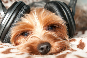 Dog listen to music
