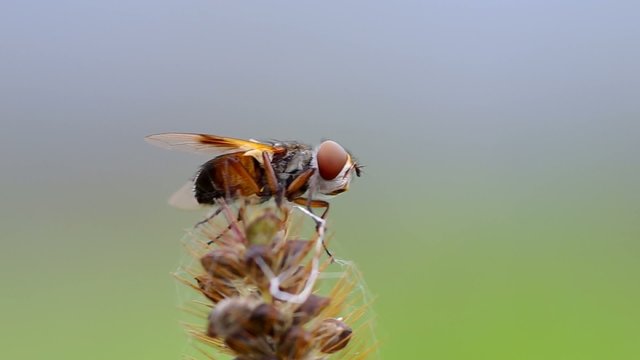Fly - Phasia barbifrons on the grass in the morning in the wind