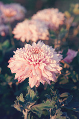 Pink Chrysanthemums flower - genus of flowering