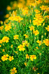 Obraz premium Yellow flowers Chernobrivtsev in the garden.