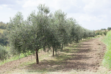 Fototapeta na wymiar olive trres