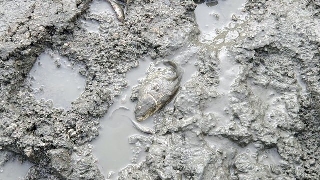 Fish in the mud, and removing fish from the mud