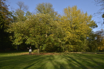 Fototapeta na wymiar L'arbre aux feuilles dorées au parc Roi Baudoin de Jette