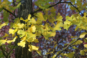 Herbstlicher Gingkobaum im Steglitzer Stadtpark