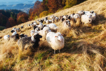 flock of sheep