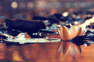 lily white autumn pond