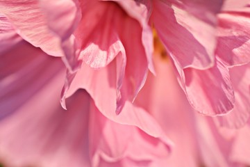 pink flower petals macro