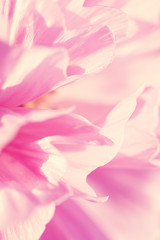 Obraz na płótnie Canvas pink flower petals macro