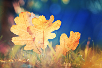 Naklejka na ściany i meble oak leaf autumn background sun