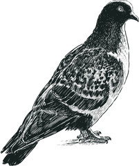 wild pigeon
