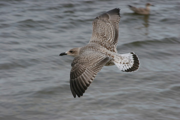 seagull in flight