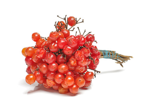 Snowball tree berries isolated on the white background