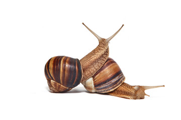 A couple of Snails on a white background