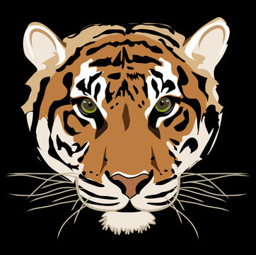 Tiger isolated on black background vector