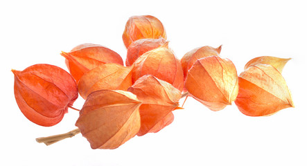 Branch of dry physalis isolated on white background