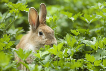 Rabbit in the grass