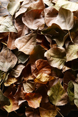 Background made of dry autumn leaves