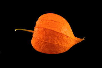 Fresh flower of physalis isolated on black background