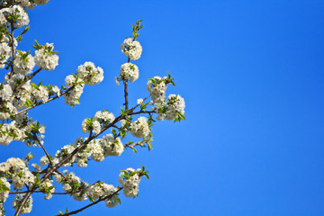 Flowering cherry in spring garden