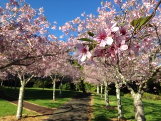 Cherry blossom in the park