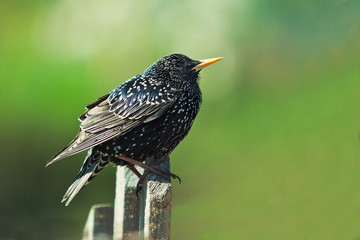 Young Starling on a garden fence