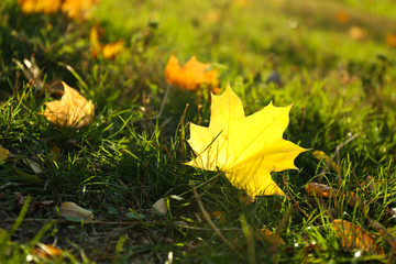 Beautiful autumn leaves on grass