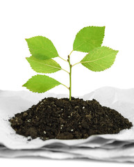 Plant growing from paper isolated on white