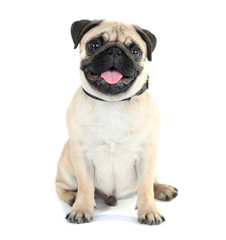 Funny, cute and playful pug dog isolated on white - obrazy, fototapety, plakaty