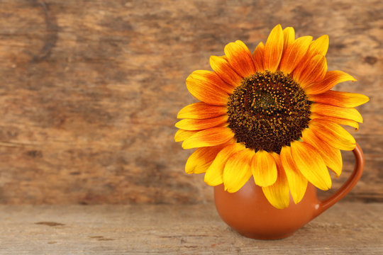 Beautiful sunflower in pitcher on table on wooden background