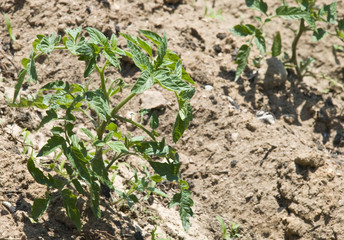 A plantation of aubergine