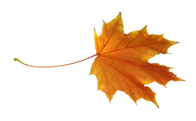 Autumn leaf isolated on white