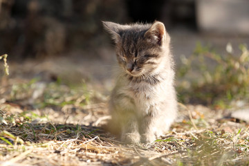 Cat outdoors