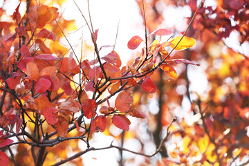 Beautiful autumn background